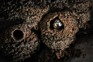 Sparrow mud nests
