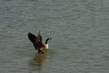 Canada Goose Takeoff