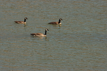 Three Canada Geese