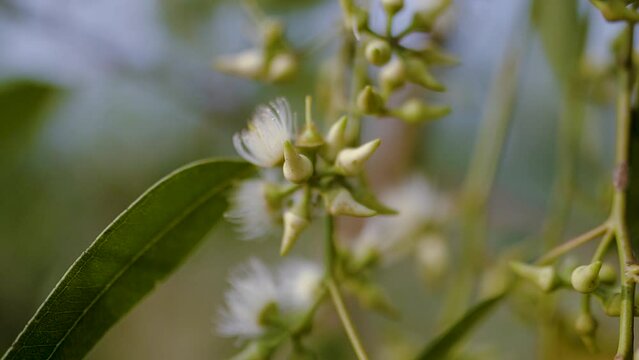 Eucalyptus branches in soft focus. Flower.natural plants and flowers. Photo of eucalyptus tree flowers and seeds.4kEucalyptus's leaves moving in the wind, close up