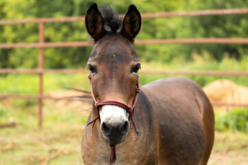 Naklejka na ściany i meble portrait of a miniature donkey mule