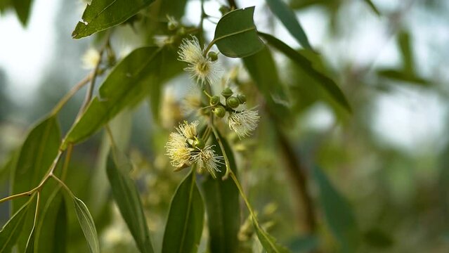Eucalyptus branches in soft focus. Flower.natural plants and flowers. Photo of eucalyptus tree flowers and seeds.4kEucalyptus's leaves moving in the wind, close up