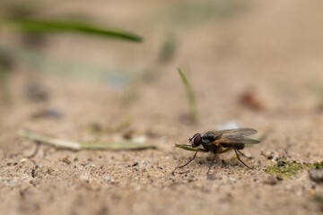 macro close up of a fly with narrow depth of field 