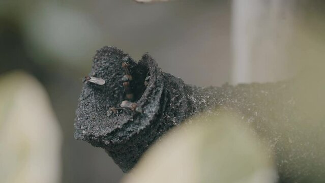  close-up video, stingless honey bee colony or Apis Trigona. Honeycomb 