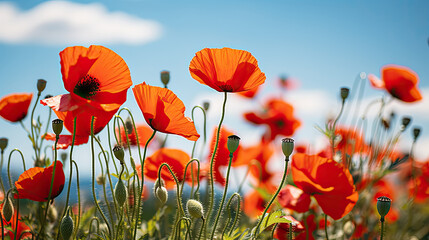 red poppy field with blue sky background