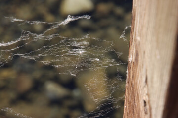 Abandoned Web