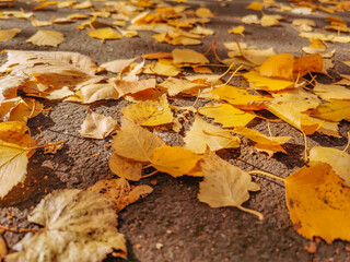 Fallen yellow leaves on the pavement in the park. Autumn.