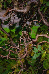 curly tree brances in autumn