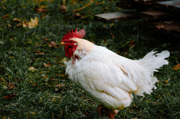 wandering rooster