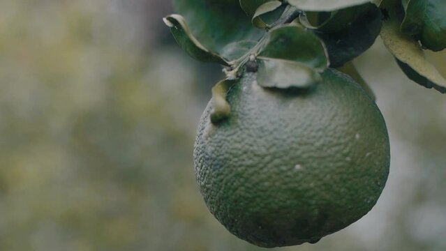 kaffir lime or Citrus hystrix, which is used mainly fruit and leaves as a seasoning for cooking.
