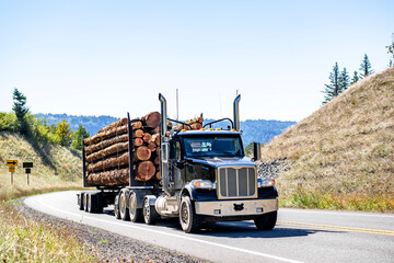 Day cab black big rig powerful semi truck transporting huge logs on the semi trailer climbing up hill on the mountain winding road