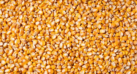 organic grain yellow corn seed or maize Full-Frame Background. Top View