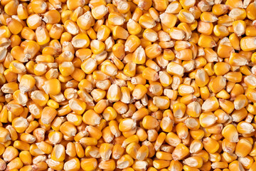 organic grain yellow corn seed or maize Full-Frame Background. Top View