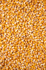 organic grain yellow corn seed or maize Full-Frame Background. Top View