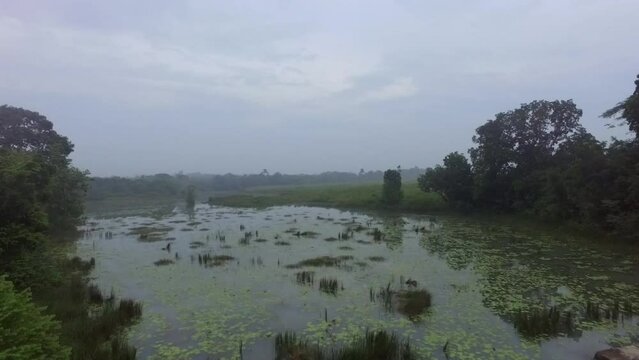 movement of drom cameras over swamps.
