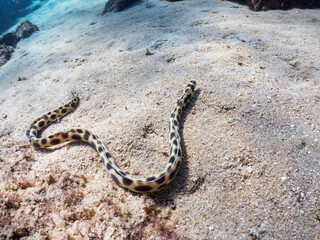 不思議なモヨウモンガラドオシ（ウミヘビ科）。

東京都伊豆諸島式根島丸根ヶ浜にて。
2023年11月1日〜5日撮影。
水中写真。

The mysterious Tiger snake eel. 

At Marunegahama beach, Shikinejima, Izu Islands, Tokyo.
Photo Taken November 1-5, 2023.
by underwate