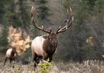 Elk