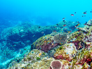 美しいエンタクミドリイシ（テーブルサンゴ）と可愛いナンヨウハギ（ニザダイ科）の幼魚、キンギョハナダイ（ハナダイ亜科）、キホシスズメダイ（スズメダイ科）他の群れ。

東京都伊豆諸島式根島丸根ヶ浜にて。
2023年11月1日〜5日撮影。
水中写真。

A Cute Palette surgeonfish in Beautiful Table coral and a school of the Beau