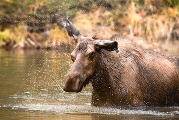 Fototapeta premium Moose