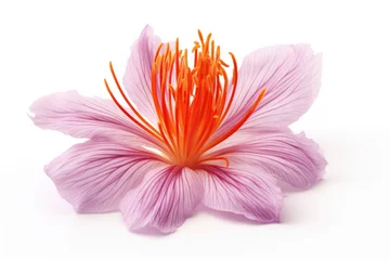 Rolgordijnen Isolated saffron flower, close-up view, white background. © The Big L