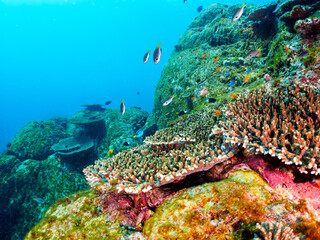 美しいエンタクミドリイシ（テーブルサンゴ）と可愛いナンヨウハギ（ニザダイ科）の幼魚、キンギョハナダイ（ハナダイ亜科）、キホシスズメダイ（スズメダイ科）他の群れ。

東京都伊豆諸島式根島丸根ヶ浜にて。
2023年11月1日〜5日撮影。
水中写真。

A Cute Palette surgeonfish in Beautiful Table coral and a school of the Beau