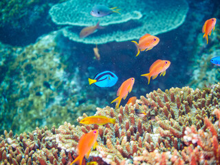 美しいエンタクミドリイシ（テーブルサンゴ）と可愛いナンヨウハギ（ニザダイ科）の幼魚、キンギョハナダイ（ハナダイ亜科）、キホシスズメダイ（スズメダイ科）他の群れ。

東京都伊豆諸島式根島丸根ヶ浜にて。
2023年11月1日〜5日撮影。
水中写真。

A Cute Palette surgeonfish in Beautiful Table coral and a school of the Beau