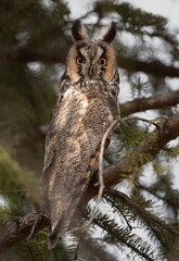 Long Eared Owl