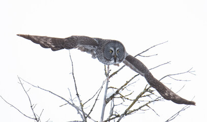 GGO in flight