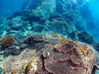 美しいエンタクミドリイシ（テーブルコーラル）とトノサマダイ、アケボノチョウチョウウオ、ヤリカタギ（チョウチョウウオ科）他の群れ。

東京都伊豆諸島式根島丸根ヶ浜にて。
2023年11月1日〜5日撮影。
水中写真。

A beautiful table corals and the school of Mirror Butterflyfish and Blackback Butterflyfish 