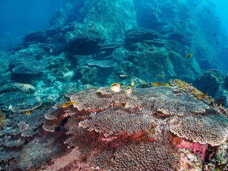 美しいエンタクミドリイシ（テーブルコーラル）とトノサマダイ、アケボノチョウチョウウオ、ヤリカタギ（チョウチョウウオ科）他の群れ。

東京都伊豆諸島式根島丸根ヶ浜にて。
2023年11月1日〜5日撮影。
水中写真。

A beautiful table corals and the school of Mirror Butterflyfish and Blackback Butterflyfish 