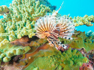 広げた羽根が美しいキリンミノ（フサカサゴ科）。

東京都伊豆諸島式根島丸根ヶ浜にて。
2023年11月1日〜5日撮影。
水中写真。

The Beautiful yellowtail wrasse juvenile and others. 

At Marunegahama beach, Shikinejima, Izu Islands, Tokyo.
Photo Taken November 1