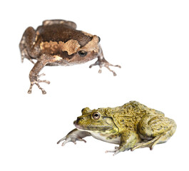 Two frog species isolated on white background.