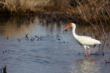 American White Ibis (Eudocimus albus) wading through water. Gulf Coast shoreline.
