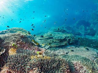 美しいエンタクミドリイシ（テーブルサンゴ）とキホシスズメダイ、ソラスズメダイ（スズメダイ科）他の群れ。

東京都伊豆諸島式根島中の浦海水浴場、神引浦にて。
2023年11月1日〜5日撮影。
水中写真。

Beautiful Table coral and a school of the Northern yellow-spotted chromis and Heavenly Damselfish 