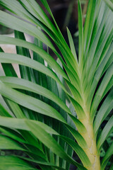 Close up background tropical green leaves texture. Tropical leaf nature concept.