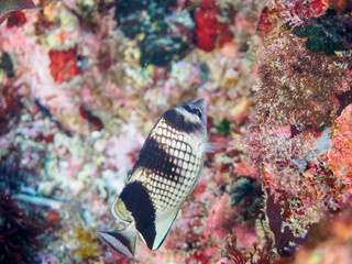 美しいカガミチョウチョウウオ（チョウチョウウオ科）。

東京都伊豆諸島式根島中の浦海水浴場、神引浦にて。
2023年11月1日〜5日撮影。
水中写真。

The Beautiful Asian butterflyfish.

At Nakanoura beach and Kambikiura, Shikinejima, Izu Islands, Tokyo.
Photo Taken Novembe