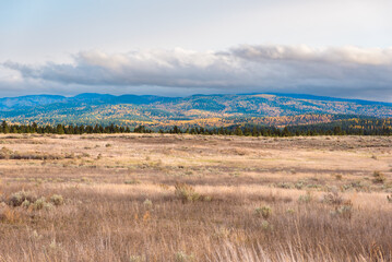 Sagebrush Field and Larches