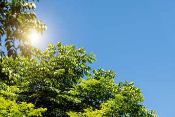 Green tree under blue sky