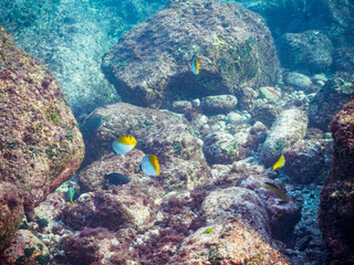 美しいトゲチョウチョウウオ（チョウチョウウオ科）他の群れ。

東京都伊豆諸島式根島中の浦海水浴場、神引浦にて。
2023年11月1日〜5日撮影。
水中写真。

A beautiful school of Threadfin Butterflyfish and others.

At Nakanoura beach and Kambikiura, Shikinejima, Izu Islands, 