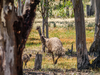 Mother And Chick © david hutchinson