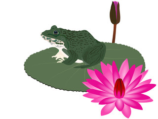 frog life cycle on a white background.