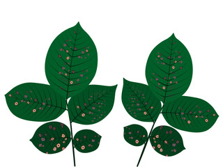 leaf spot disease in roses