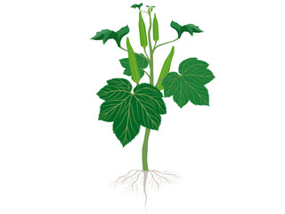 Abelmoschus esculentus on a white background.