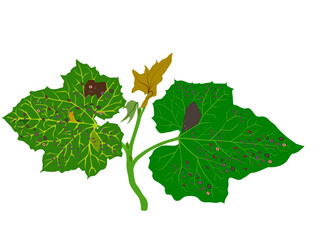 leaf spot on melons on a white background.