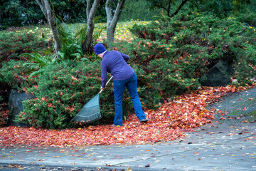 Woman raking up colorful maple leaves fallen on a residential sidewalk and driveway, fall cleanup

