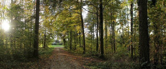 Forest Road At Sunset