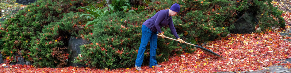 Woman raking up colorful maple leaves fallen on a residential sidewalk and driveway, fall cleanup
