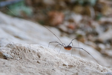 spider on the ground