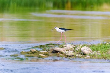 Wild birds wade in the pristine lake, showcasing the beauty of nature and the diversity of wildlife in ornithology