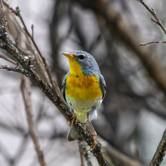 Northern Parula perched on a limb
